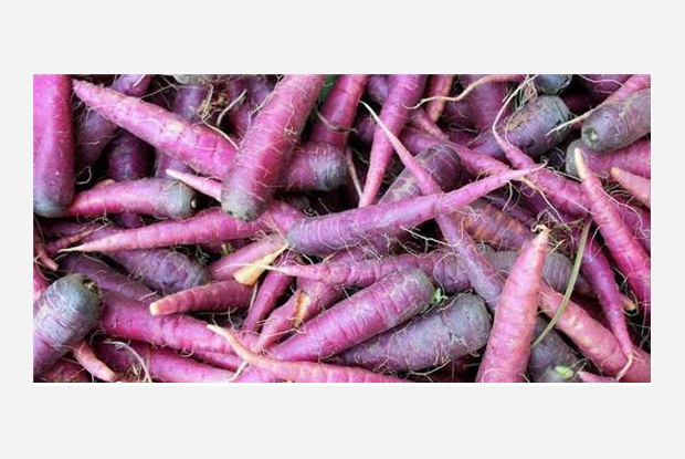 Castro Verde Incentiva O Cultivo Da Cenoura Roxa Radio Pax